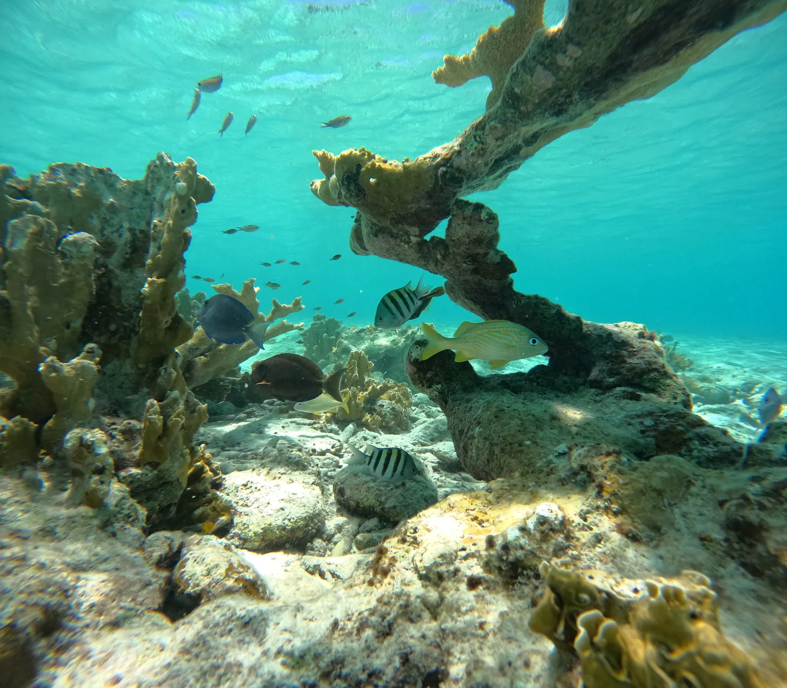 Bonaire